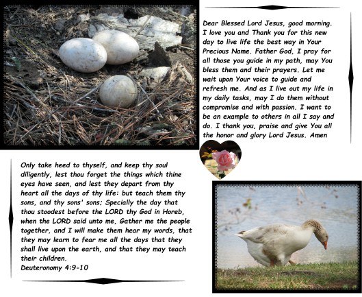 © Photo Artist Susan Ruth Robertson 09002500610 014 - Copy.JPG