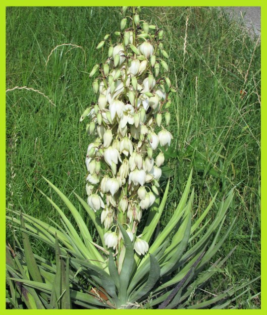 © Photo Artist Susan ruth Robertson 09002500100 009.JPG