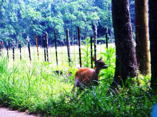 © Photo Artist Susan Ruth Robertson 090025006100 002.JPG