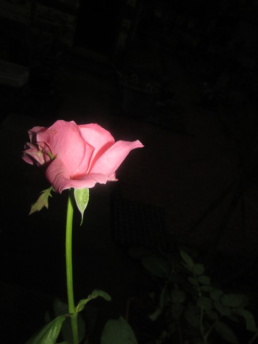 © Photo Artist Susan Ruth Robertson 090025006100 016