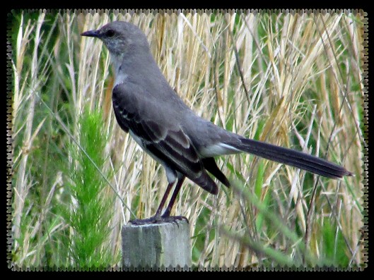 © Photo Artist Susan Ruth Robertson 090025006100 019.JPG