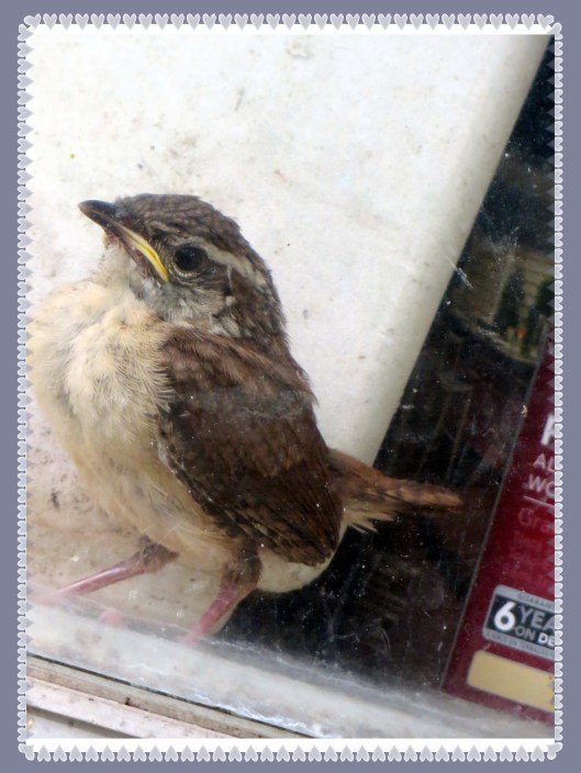 © Photo Artist Susan Ruth Robertson 090025006100 021.JPG