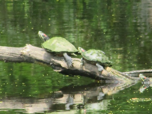 © Photo Artist Susan Ruth Robertson 090025006100 066 - Copy.JPG