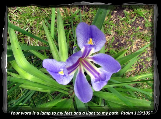 © Photo Artist Susan Ruth Robertson 090025006100 sx 400 IS 004 - Copy