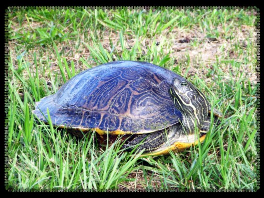 © Photo Artist Susan Ruth Robertson 090025006100 sx400 008.JPG