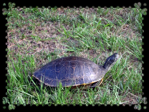 © Photo Artist Susan Ruth Robertson 090025006100 sx400 009