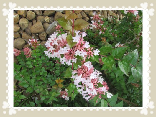 © Photo Artist Susan Ruth Robrtson 090025006100 012.JPG