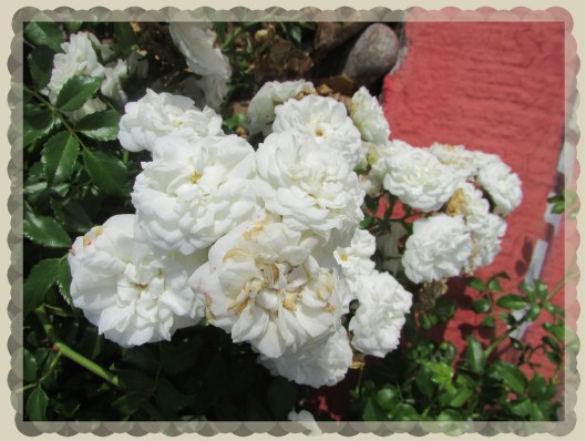 © Photo Artist Susan Ruth Robrtson 090025006100 020.JPG