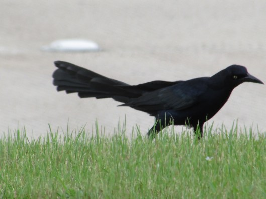 © Photo Artist Susan Ruth Robertson 09002500610 003.JPG