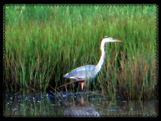 © Photo Artist Susan Ruth Robertson 090025006100 001.JPG