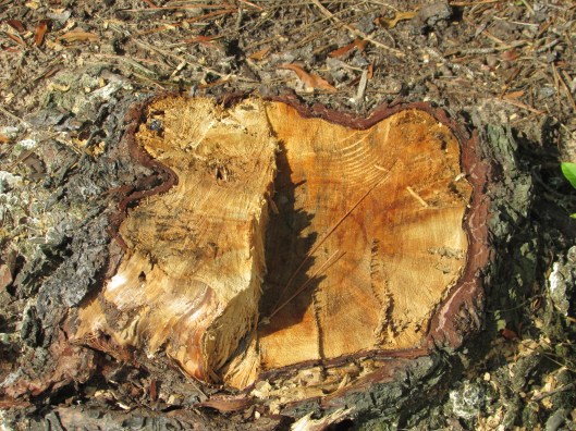 © Photo Artist Susan Ruth Robertson 090025006100 005.JPG