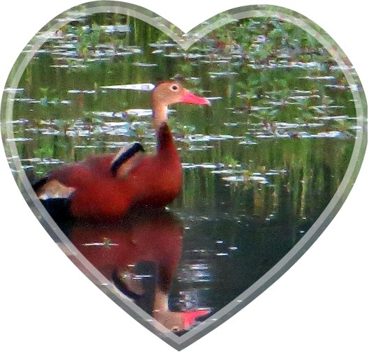 © Photo Artist Susan Ruth Robertson 090025006100 007.JPG