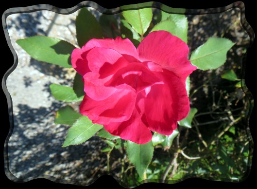 © Photo Artist Susan Ruth Robertson 090025006100 008.JPG