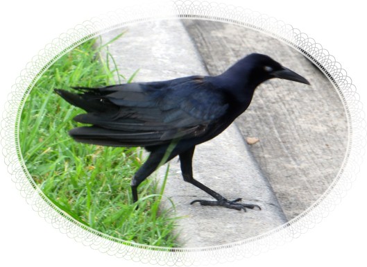 © Photo Artist Susan Ruth Robertson 090025006100 008.JPG