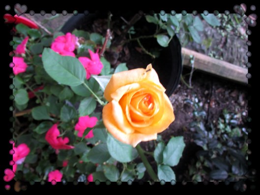 © Photo Artist Susan Ruth Robertson 090025006100 009.JPG