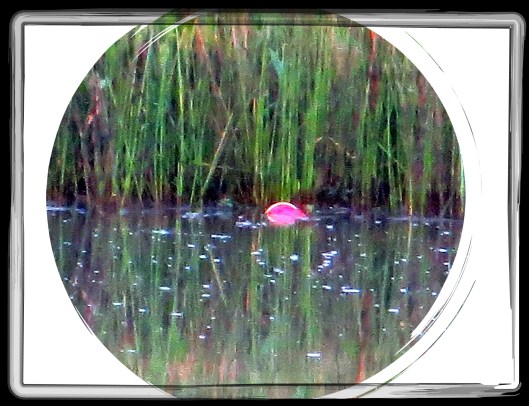 © Photo Artist Susan Ruth Robertson 090025006100 009.JPG