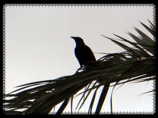 © Photo Artist Susan Ruth Robertson 090025006100 010.JPG