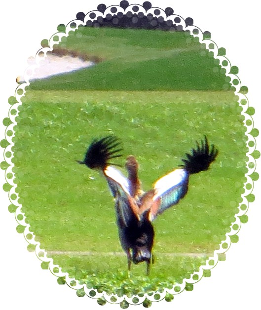 © Photo Artist Susan Ruth Robertson 090025006100 021.JPG