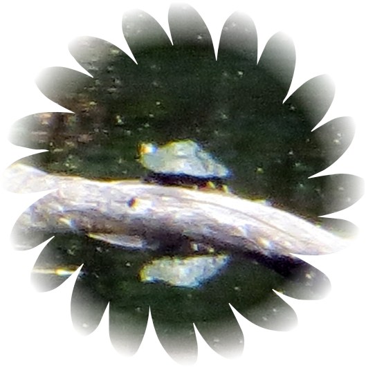 © Photo Artist Susan Ruth Robertson 090025006100 035.JPG