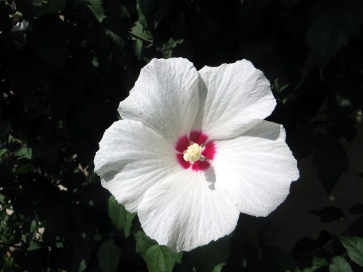 © Photo Artist Susan Ruth Robertson Canon Powershot sx260 HS 001.JPG