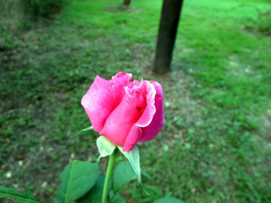 SX400IS © Photo Artist Susan Ruth Robertson 090025006100 019.JPG