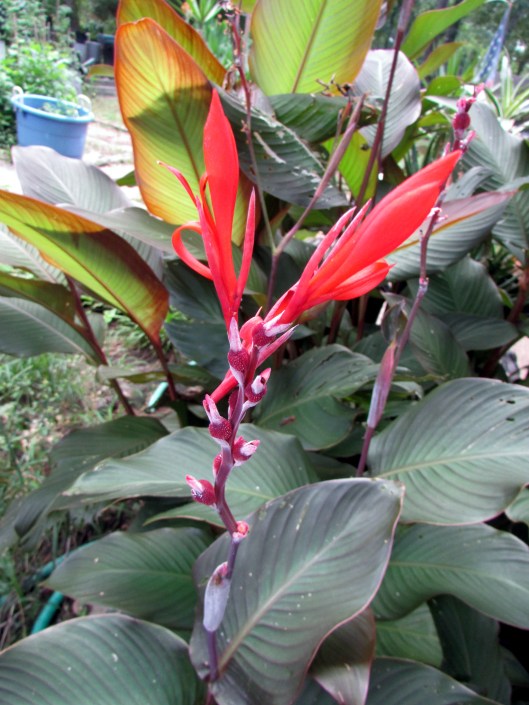 SX400IS © Photo Artist Susan Ruth Robertson 090025006100 028.JPG