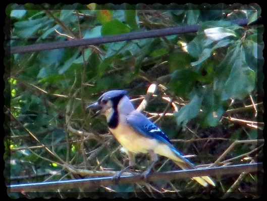 © Photo Artist Susan Ruth Robertson 090-025006100 030.JPG