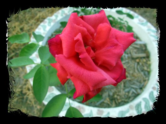 © Photo Artist Susan Ruth Robertson 090025006100 002.JPG