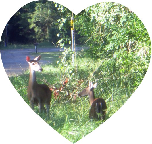 © Photo Artist Susan Ruth Robertson 090025006100 010.JPG