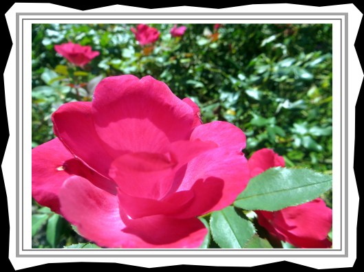 © Photo Artist Susan Ruth Robertson 090025006100 012.JPG