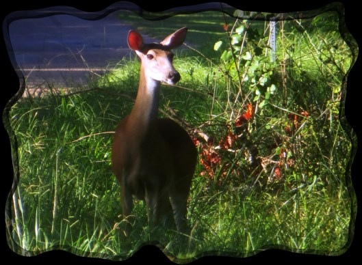 © Photo Artist Susan Ruth Robertson 090025006100 014.JPG