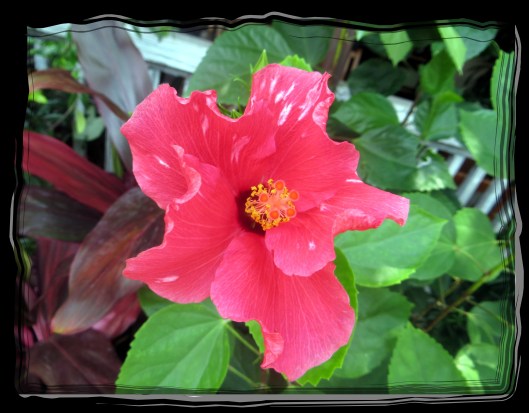 © Photo Artist Susan Ruth Robertson 090025006100 014.JPG