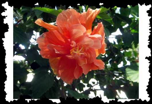 © Photo Artist Susan Ruth Robertson 090025006100 015.JPG