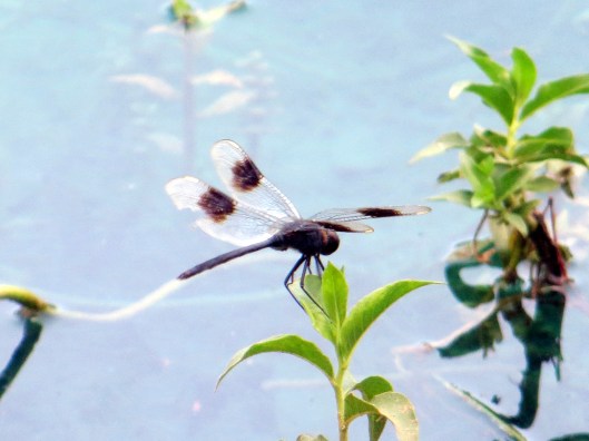 © Photo Artist Susan Ruth Robertson 090025006100 086.JPG