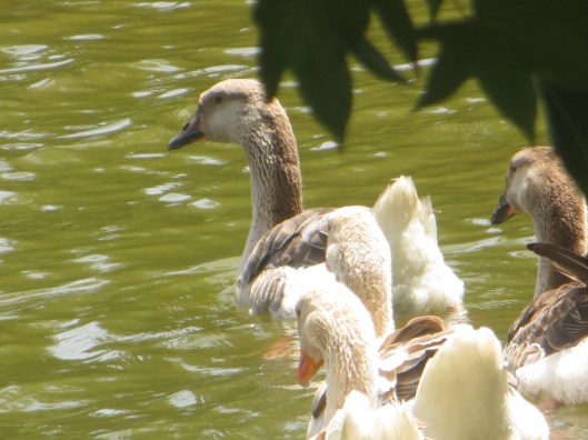 © Photo Artist Susan Ruth Robertson 090025006100 116.JPG