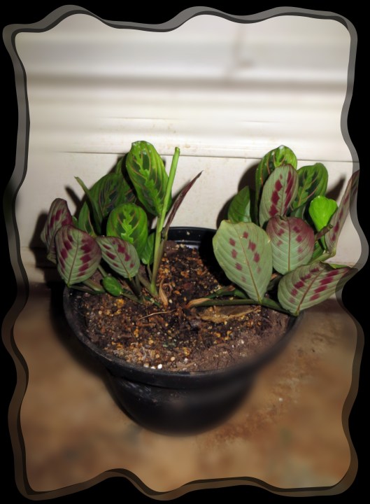 © Photo Artist Susan Ruth Robertson 090025006100 161.JPG