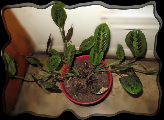 © Photo Artist Susan Ruth Robertson 090025006100 162.JPG