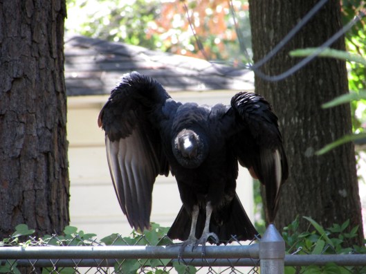 © Photo Artist Susan Ruth Robertson 090025006100 Canon PowerShot SX400 IS 008.JPG