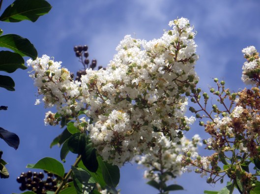 © Photo Artist Susan Ruth Robertson SX260 HS 013.JPG