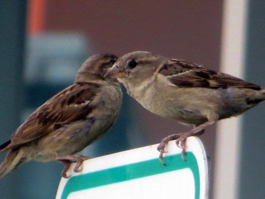 © Photo Artist Susan Ruth Robertson SX260 HS 022.JPG