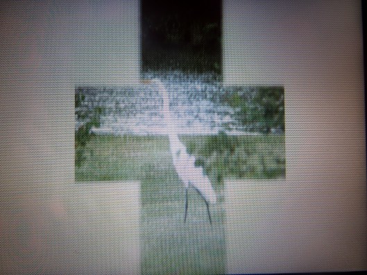 © Photo Artist Susan Ruth Robertson SX260 HS 040