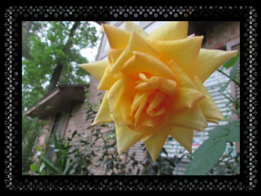 © Photo Artist Susan Ruth Robrtson 090025006100 020.JPG