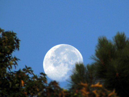 ©Photo Artist Susan Ruth Robertson 090025006100 023.JPG