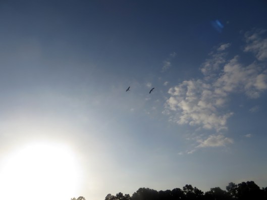 SX260 HS © Photo Artist Susan Ruth Robertson 090025006100 004.JPG