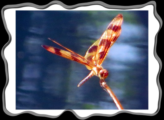 SX260 HS © Photo Artist Susan Ruth Robertson 090025006100 045.JPG