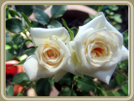 SX260 HS ©Photo Artist Susan Ruth Robertson 090025006100 004.JPG
