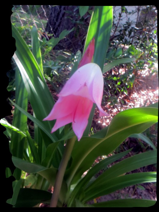 SX260 HS ©Photo Artist Susan Ruth Robertson 090025006100 008.JPG