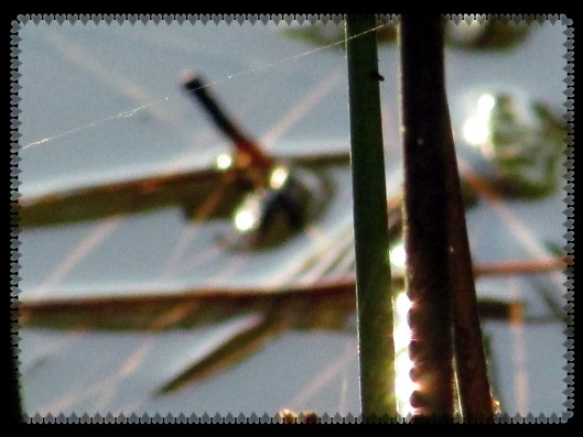 SX400 IS © Photo Artist Susan Ruth Robertson 090025006100 005.JPG