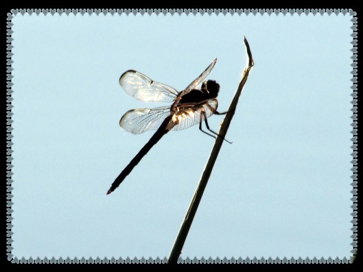 SX400 IS © Photo Artist Susan Ruth Robertson 090025006100 007.JPG