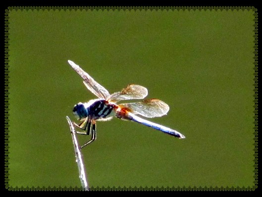 SX400 IS © Photo Artist Susan Ruth Robertson 090025006100 012.JPG